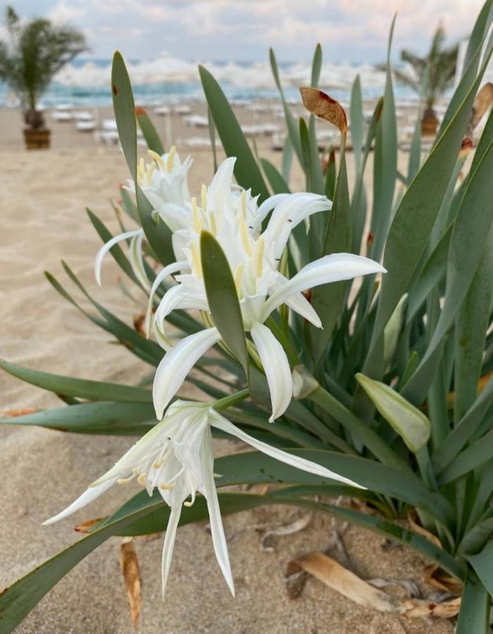 Апартамент В Green Life Beach Resort Sozopol Exterior foto